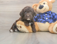 5 week old Mini Labradoodle Puppy For Sale - Puppy Love PR