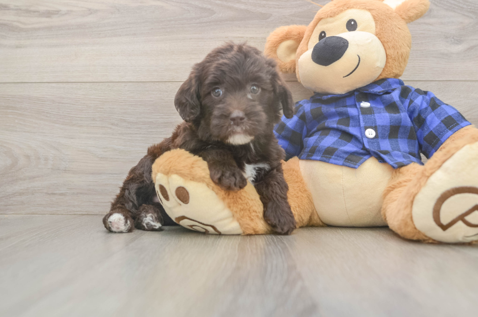 6 week old Mini Labradoodle Puppy For Sale - Puppy Love PR