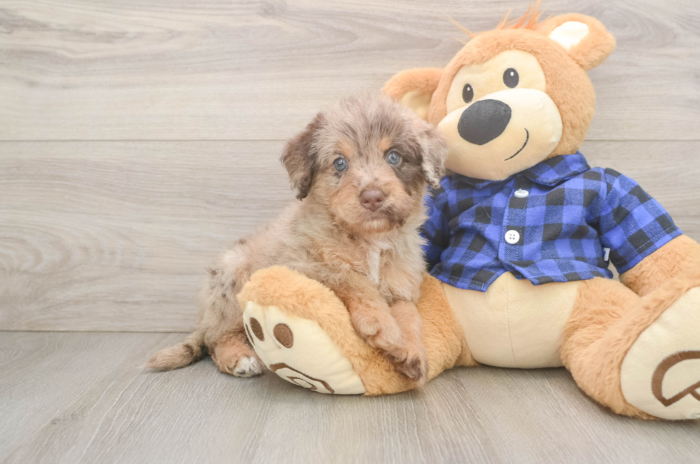 5 week old Mini Labradoodle Puppy For Sale - Puppy Love PR