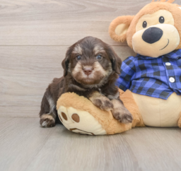 6 week old Mini Labradoodle Puppy For Sale - Puppy Love PR