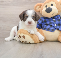 6 week old Mini Labradoodle Puppy For Sale - Puppy Love PR