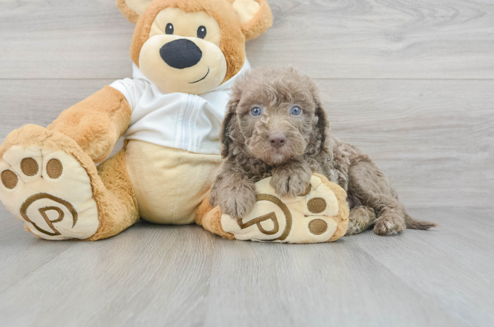 5 week old Mini Labradoodle Puppy For Sale - Puppy Love PR