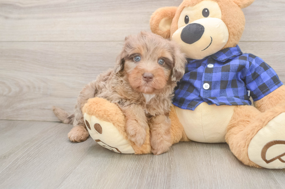 5 week old Mini Labradoodle Puppy For Sale - Puppy Love PR