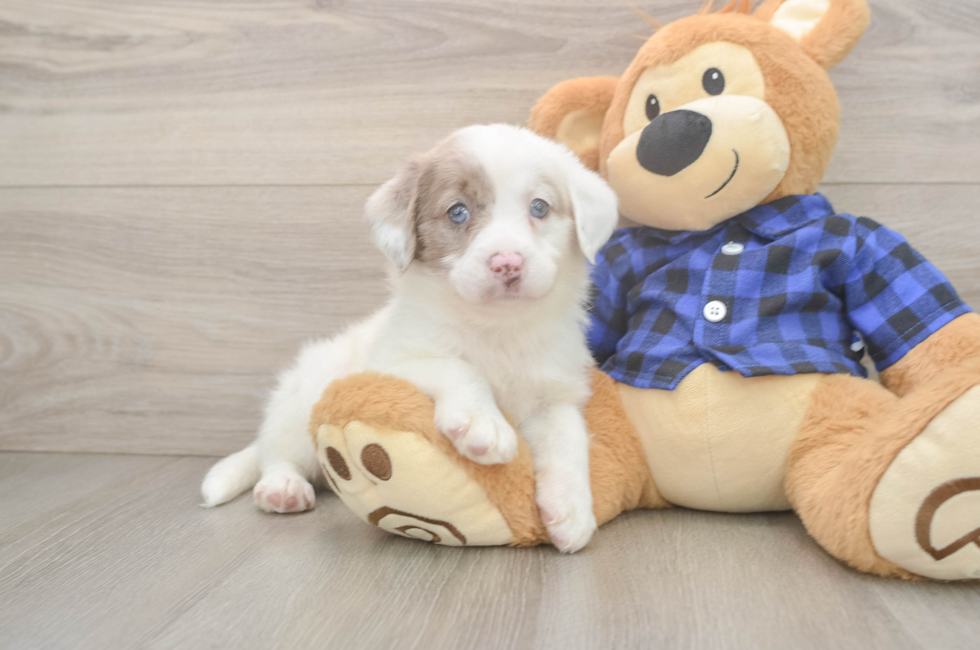 5 week old Mini Labradoodle Puppy For Sale - Puppy Love PR