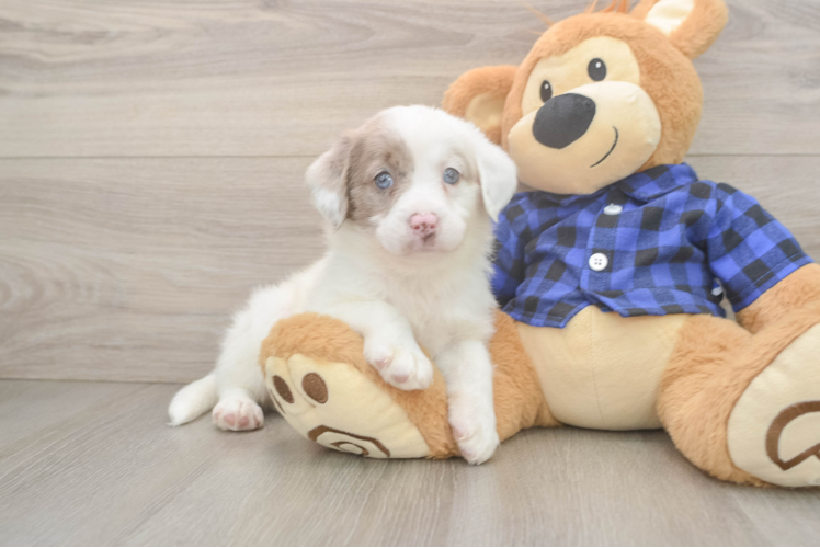 Meet Denim - our Mini Labradoodle Puppy Photo 1/3 - Puppy Love PR Smart Mini Labradoodle Poodle Mix Pup