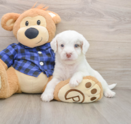 6 week old Mini Labradoodle Puppy For Sale - Puppy Love PR