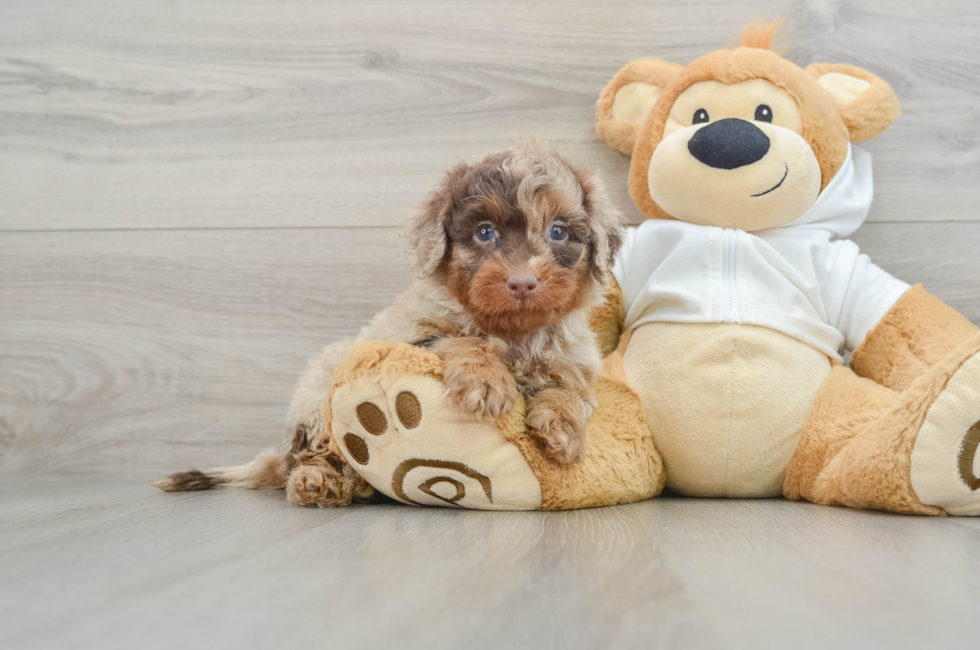 6 week old Mini Labradoodle Puppy For Sale - Puppy Love PR