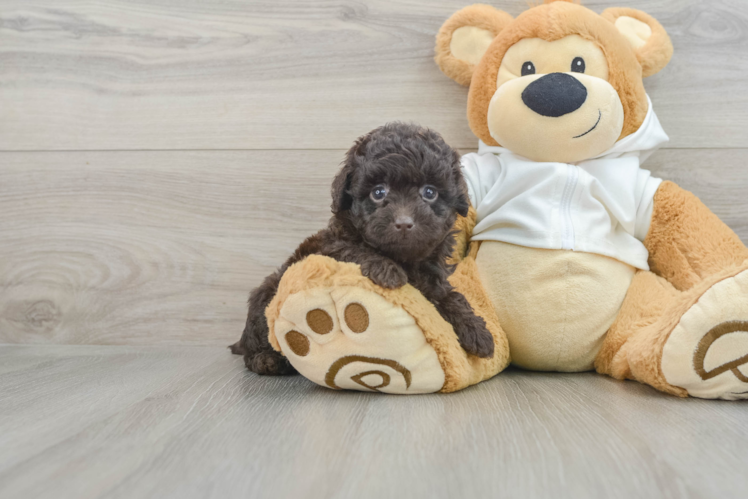 Meet Faith - our Mini Labradoodle Puppy Photo 1/3 - Puppy Love PR Fluffy Mini Labradoodle Poodle Mix Pup