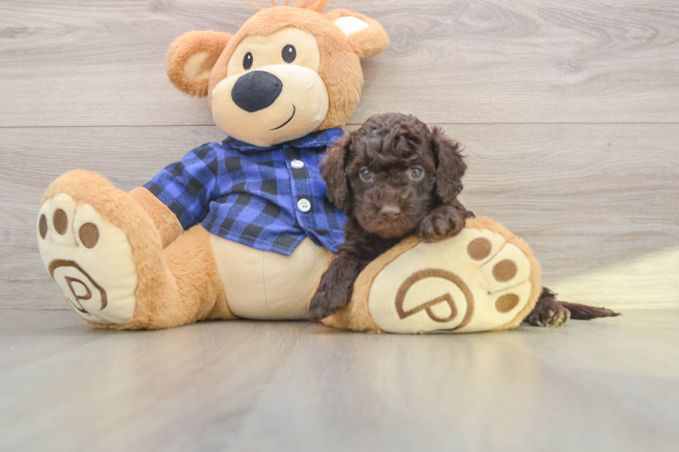 Happy Mini Labradoodle Baby