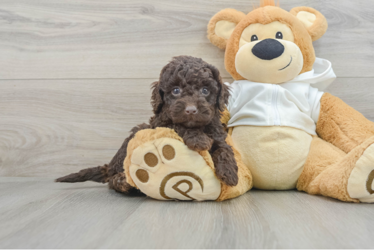 Meet Felicity - our Mini Labradoodle Puppy Photo 1/3 - Puppy Love PR Small Mini Labradoodle Baby