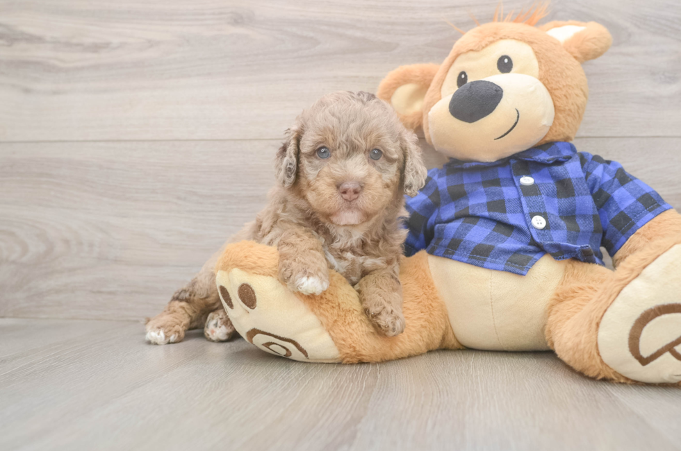 5 week old Mini Labradoodle Puppy For Sale - Puppy Love PR