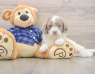 6 week old Mini Labradoodle Puppy For Sale - Puppy Love PR