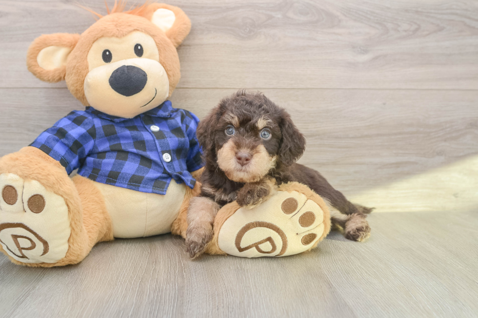 Little Labrapoo Poodle Mix Puppy
