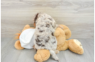 Happy Mini Labradoodle Baby