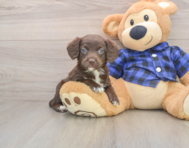 7 week old Mini Labradoodle Puppy For Sale - Puppy Love PR