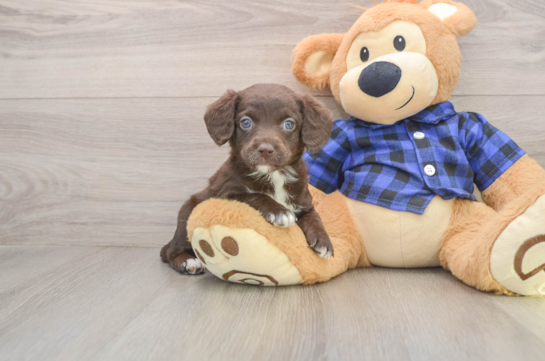 Best Mini Labradoodle Baby