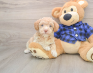 8 week old Mini Labradoodle Puppy For Sale - Puppy Love PR