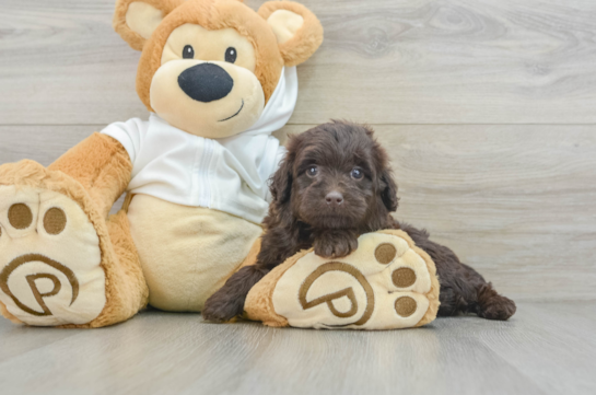 Mini Labradoodle Pup Being Cute