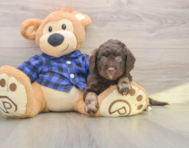 7 week old Mini Labradoodle Puppy For Sale - Puppy Love PR