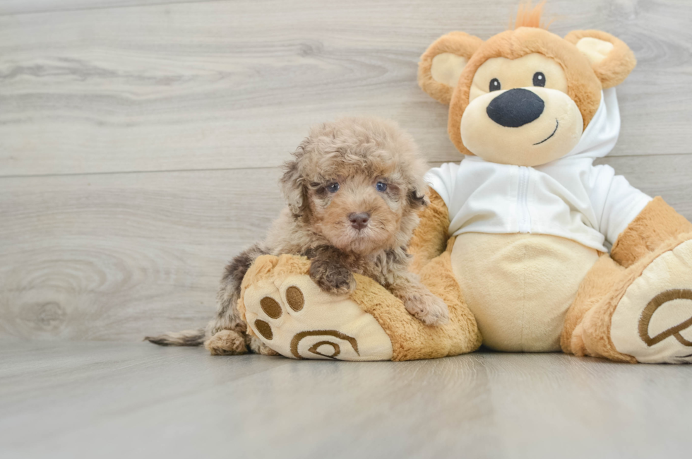 6 week old Mini Labradoodle Puppy For Sale - Puppy Love PR