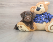 7 week old Mini Labradoodle Puppy For Sale - Puppy Love PR