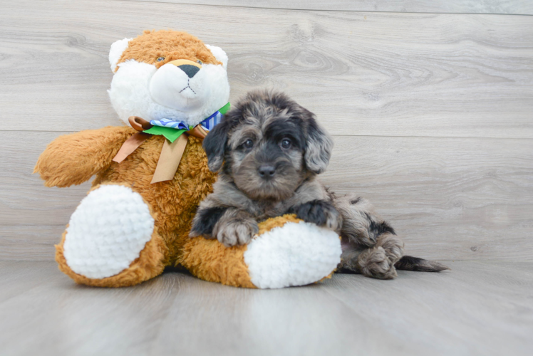 Mini Labradoodle Pup Being Cute