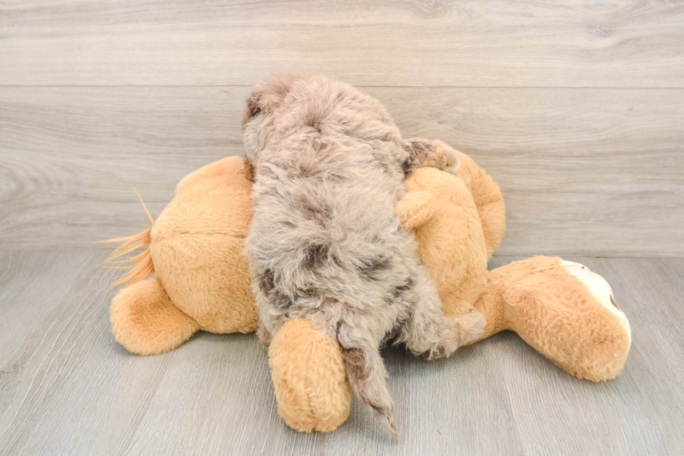Mini Labradoodle Pup Being Cute