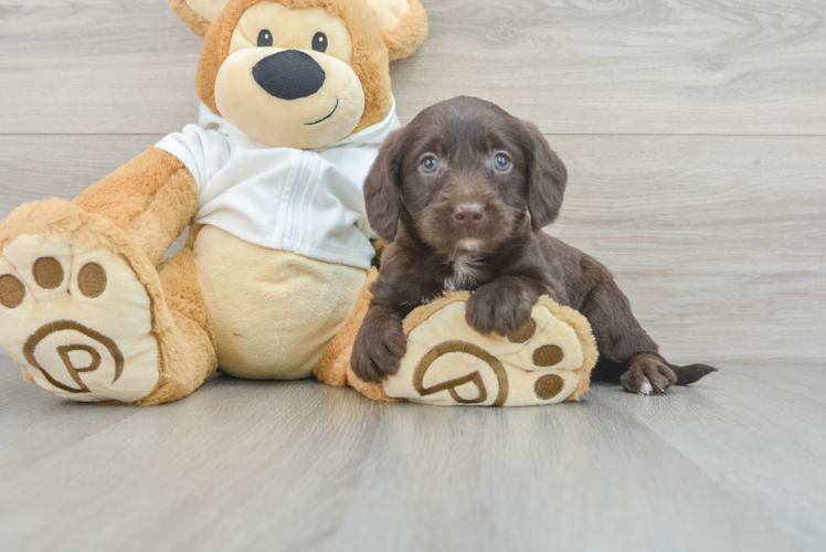 Meet Genesis - our Mini Labradoodle Puppy Photo 1/3 - Puppy Love PR Playful Labrador Poodle Mix Puppy