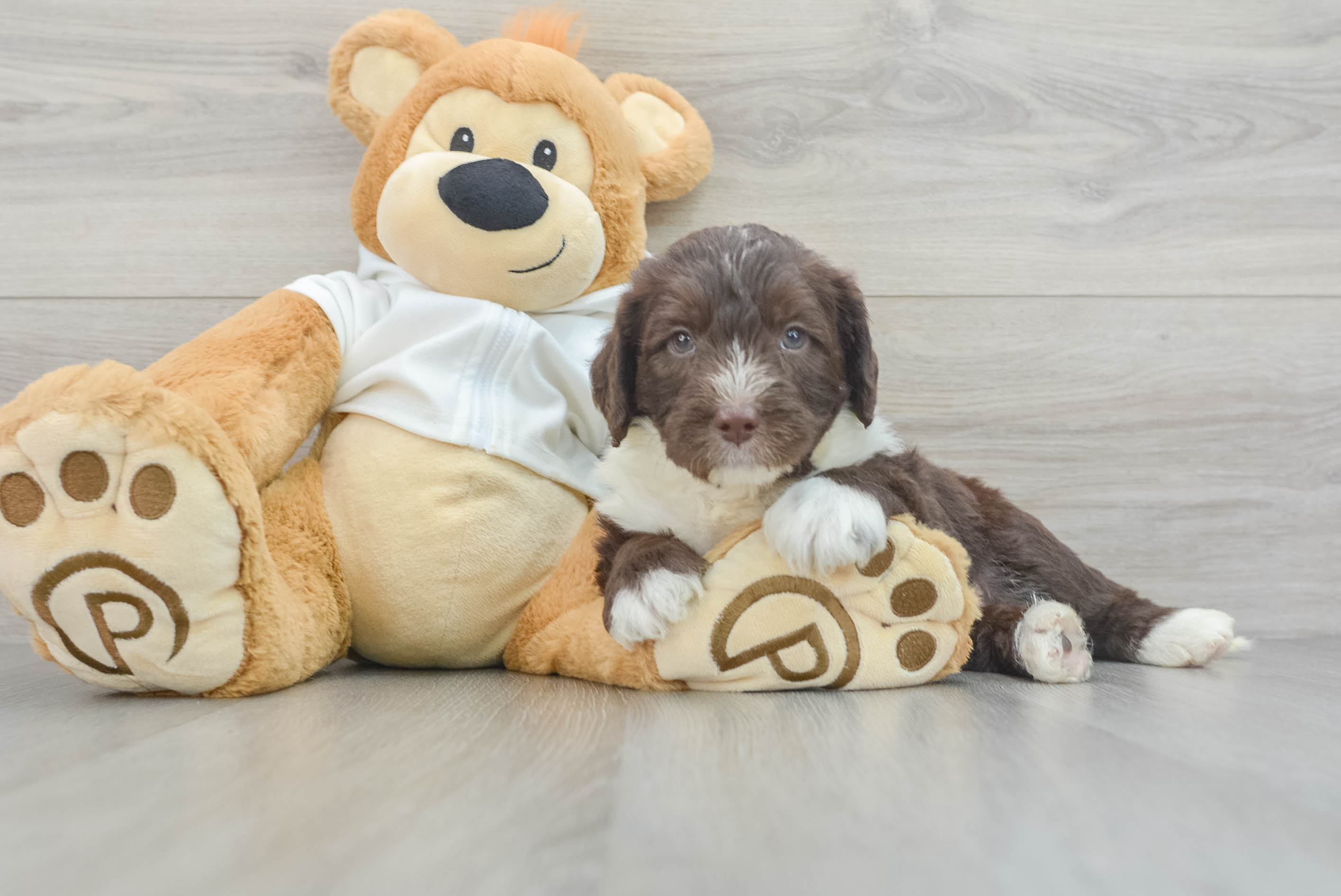 Best Mini Labradoodle Baby