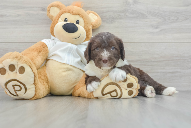 Meet Gentry - our Mini Labradoodle Puppy Photo 1/3 - Puppy Love PR Best Mini Labradoodle Baby