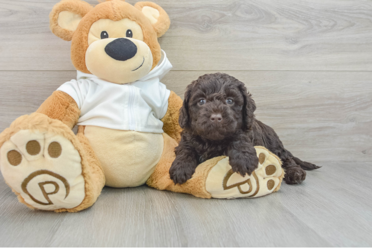Meet Glimmer - our Mini Labradoodle Puppy Photo 1/3 - Puppy Love PR Mini Labradoodle Puppy for Adoption