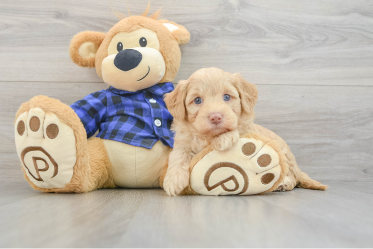 Best Mini Labradoodle Baby