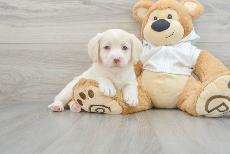 Meet Gracelynn - our Mini Labradoodle Puppy Photo 1/3 - Puppy Love PR Best Mini Labradoodle Baby