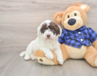 5 week old Mini Labradoodle Puppy For Sale - Puppy Love PR