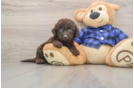 Best Mini Labradoodle Baby