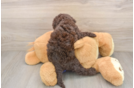 Best Mini Labradoodle Baby