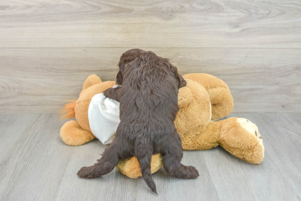 Best Mini Labradoodle Baby