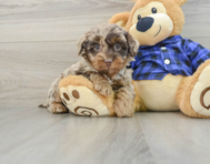 7 week old Mini Labradoodle Puppy For Sale - Puppy Love PR