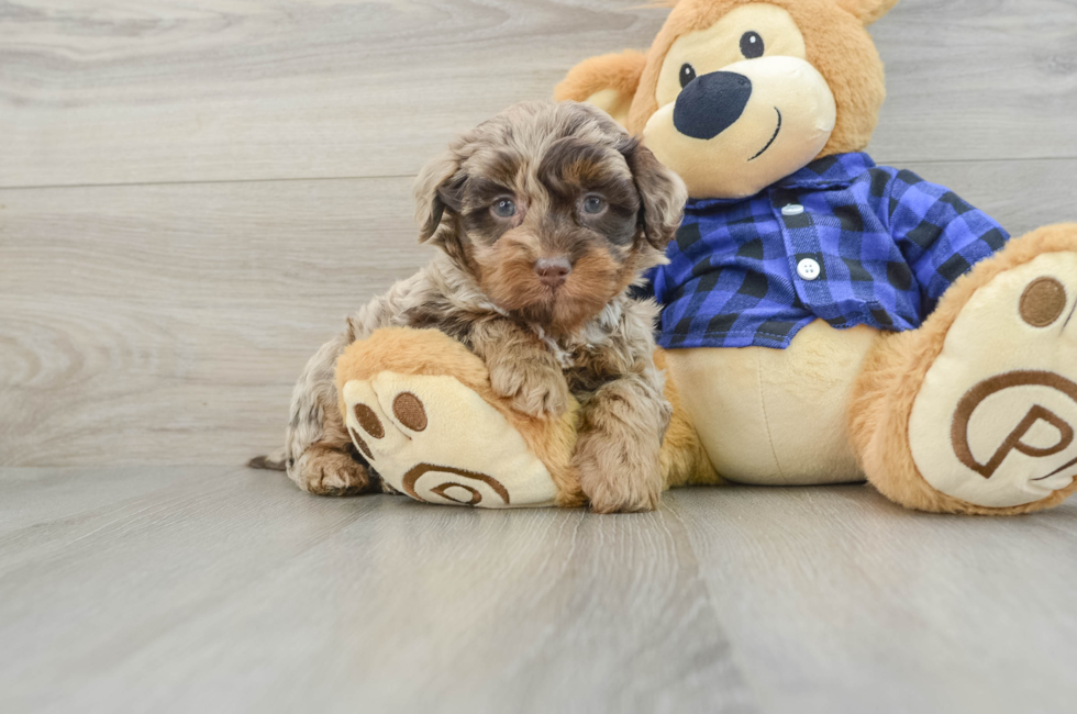 6 week old Mini Labradoodle Puppy For Sale - Puppy Love PR