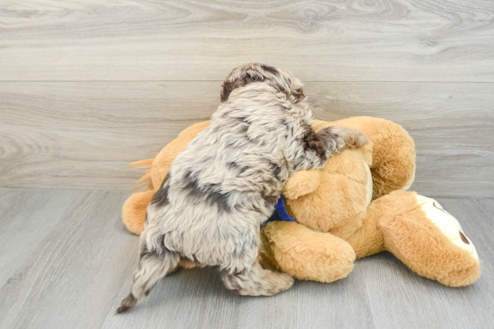 Sweet Mini Labradoodle Baby