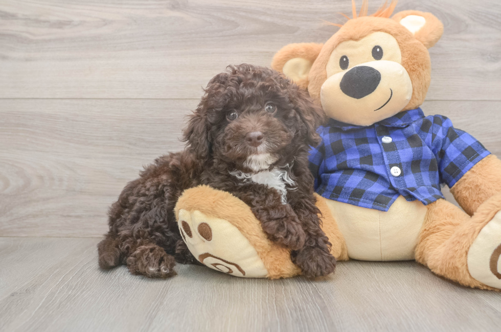 8 week old Mini Labradoodle Puppy For Sale - Puppy Love PR
