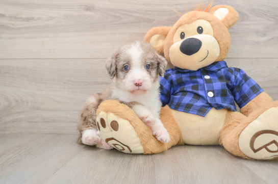 Adorable Labrapoo Poodle Mix Puppy