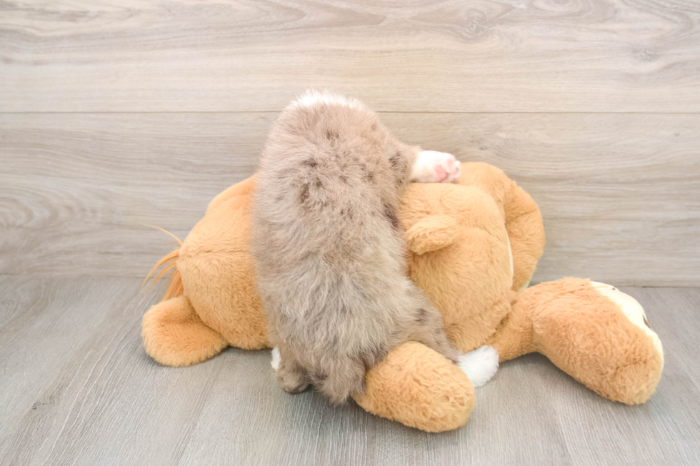 Mini Labradoodle Puppy for Adoption