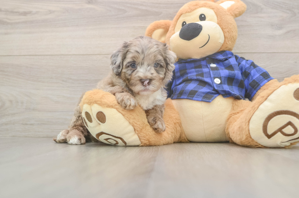 7 week old Mini Labradoodle Puppy For Sale - Puppy Love PR