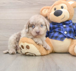 7 week old Mini Labradoodle Puppy For Sale - Puppy Love PR