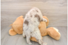 Mini Labradoodle Puppy for Adoption