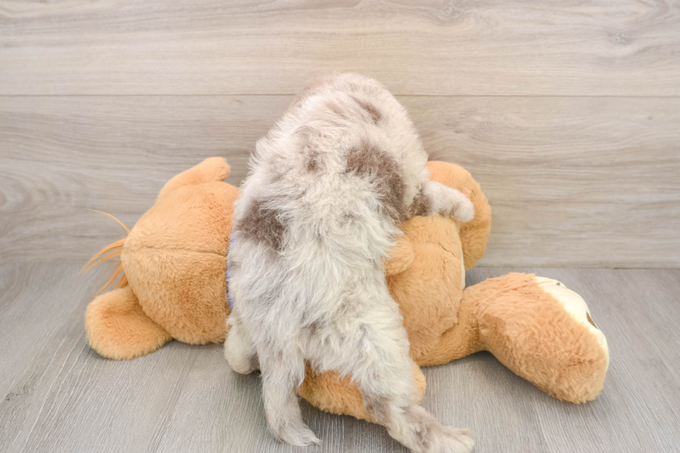 Mini Labradoodle Puppy for Adoption