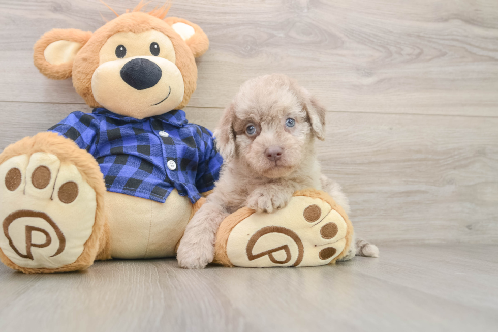 Hypoallergenic Labrapoo Poodle Mix Puppy