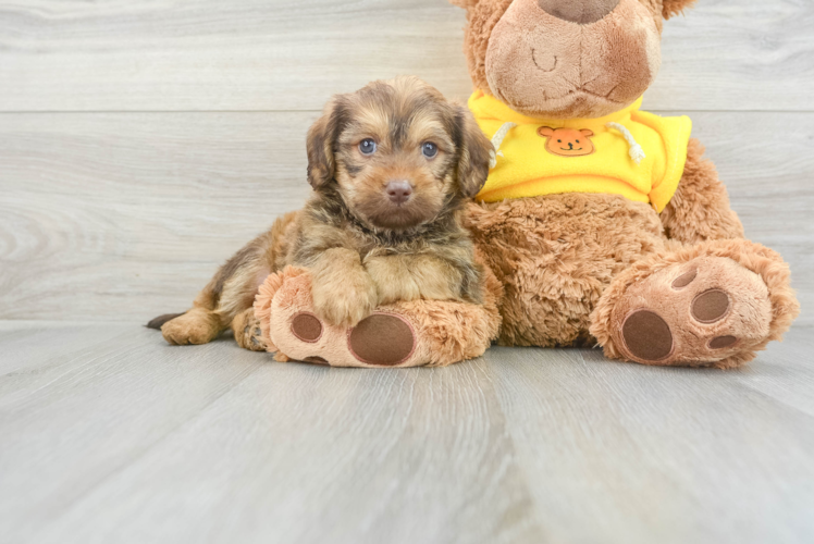 Meet Kash - our Mini Labradoodle Puppy Photo 1/3 - Puppy Love PR Smart Mini Labradoodle Poodle Mix Pup