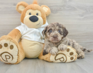 6 week old Mini Labradoodle Puppy For Sale - Puppy Love PR